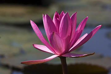 Image showing Pink Waterlily