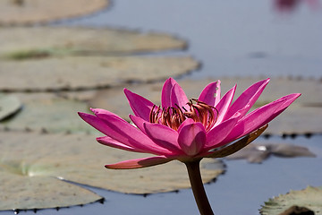 Image showing Pink Waterlily