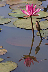 Image showing Pink Waterlily