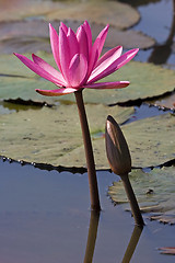 Image showing Pink Waterlily