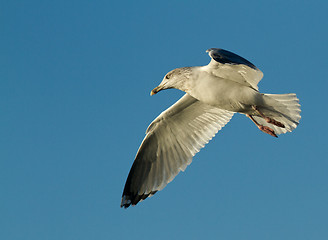 Image showing Seagull in flight