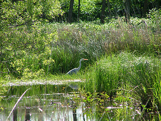 Image showing heron