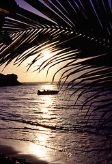 Image showing palm trees sunset