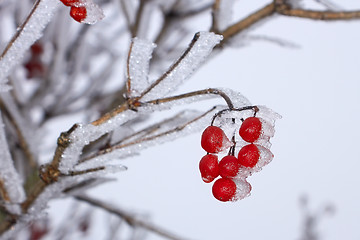 Image showing Red Guelder Rose berries covered with hoarfrost