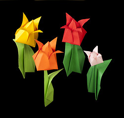 Image showing Tulips isolated on black background