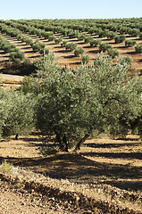 Image showing Olive trees 