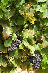 Image showing Vineyards and grapes