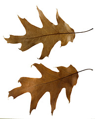 Image showing Autumn leaves set. 