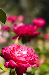 Image showing Rose garden