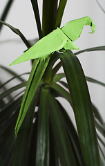 Image showing Parrot on a tree