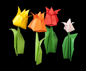 Image showing Tulips isolated on black background