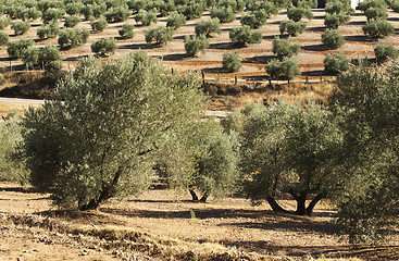 Image showing Olive trees 