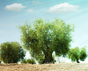 Image showing Olive trees 