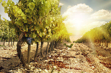 Image showing Vineyards at sunset in autumn harvest. 