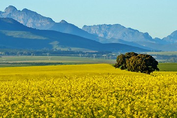 Image showing Yellow rape field