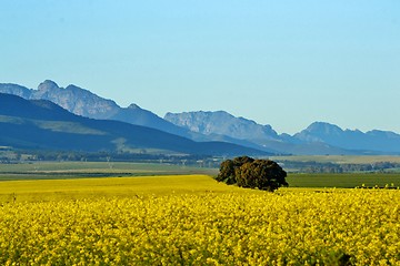 Image showing Yellow rape field