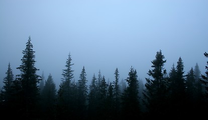 Image showing Foggy Nordmarka