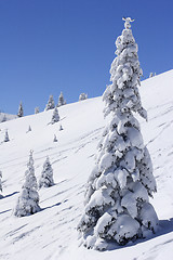 Image showing snow covered mountain and fir trees