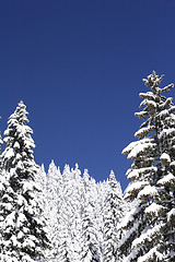 Image showing snow covered mountain and trees