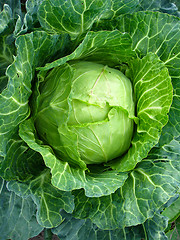 Image showing Big head of cabbage