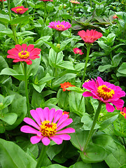 Image showing Bed from fine zinnia