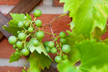 Image showing Biological grapes