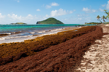 Image showing Deserted beach at Vieux Fort