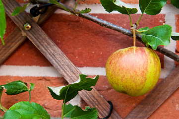 Image showing Biological apple