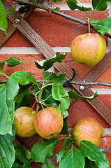 Image showing Biological apples