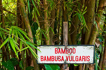 Image showing Bamboo trees