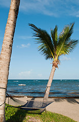 Image showing Hammock on palm trees