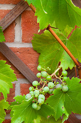 Image showing Biological grapes