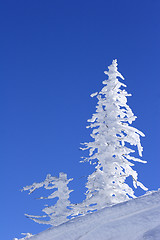 Image showing ice covered tree on mountain