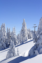 Image showing snow covered mountain and trees