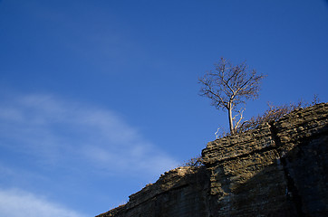 Image showing Tree on a cliff