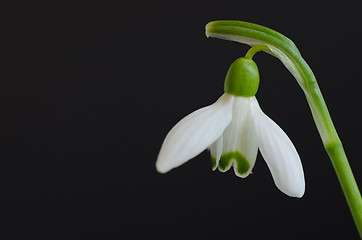 Image showing Snowdrop