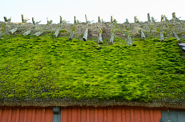 Image showing Mossy roof