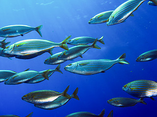 Image showing school of fish salema