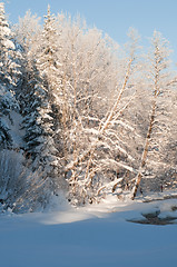 Image showing Landscape with froen trees