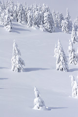 Image showing snow covered mountain and trees