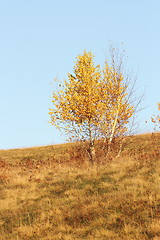 Image showing birch tree in fall