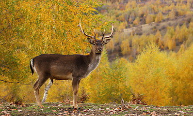 Image showing fallow deer buck in a glade