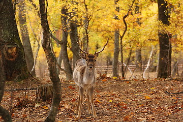 Image showing fallow deer in the forest