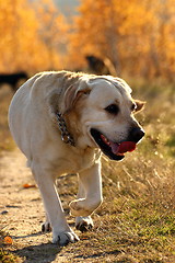 Image showing hunting dog coming from the woods