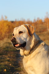 Image showing portrait of labrador retriever