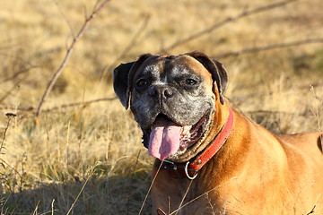 Image showing tired boxer