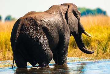 Image showing African bush elephant crossing river