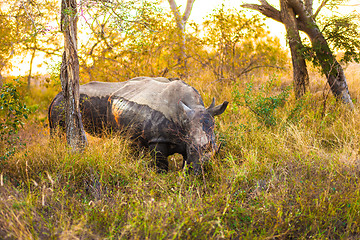 Image showing Rhinocerous