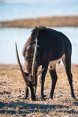 Image showing Oryx by water