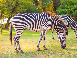 Image showing Plains zebra (Equus quagga) grazing